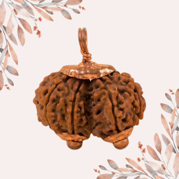 Gaurishankar Królowa Rudrakshy Konsekrowana Isha Gauri-Shankar Rudraksha