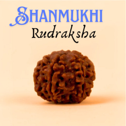 Shanmukhi - Rudraksha ISHA Shanmukhi 6-faced Konsekrowana w Dhyanalinga